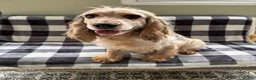 Cocker Spaniel dogs for sale: Last little Kc reg boy available   - Advert 6