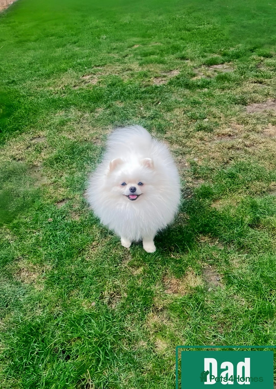 Pomeranian dogs for sale: Top Quality 🐼 Championship Lines - Image 18