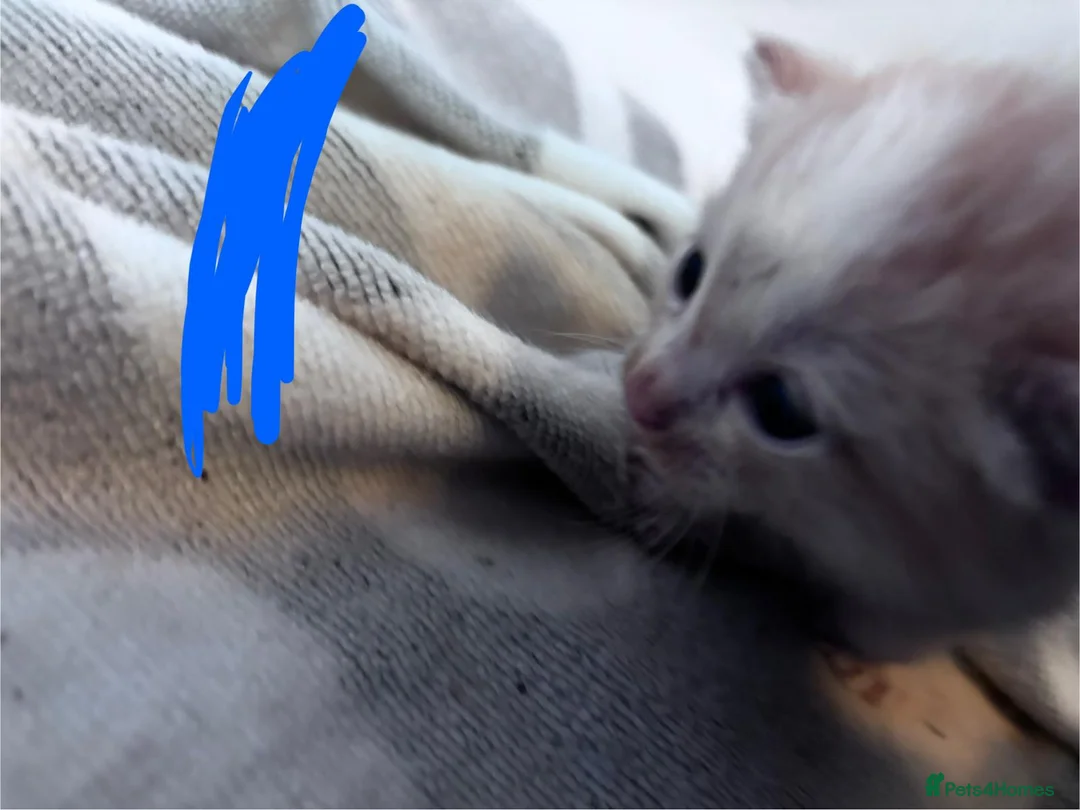 Mixed Breed cats for sale: half ragdoll kittens  in Crediton - Advert 7