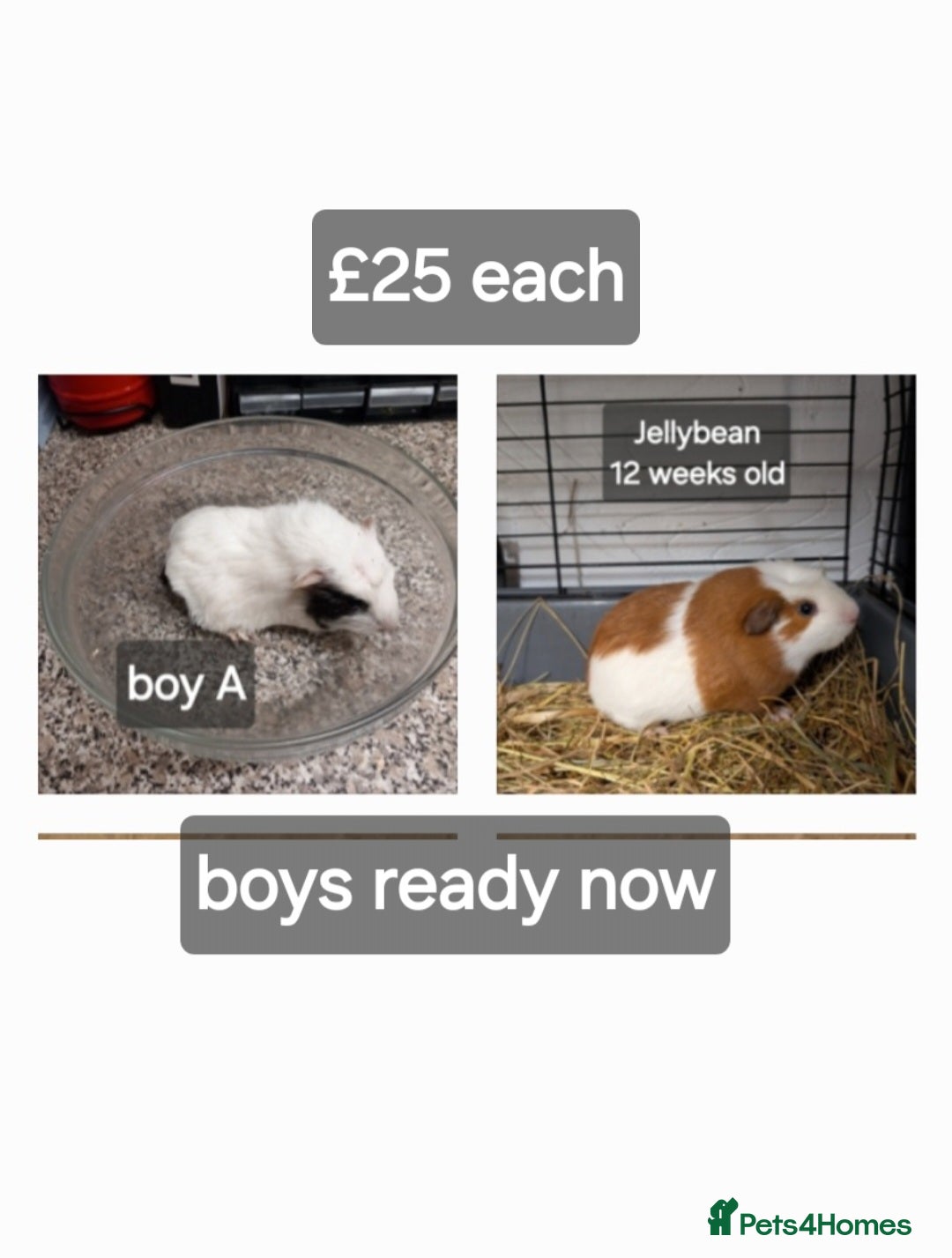 Guinea Pig rodents Baby guinea pigs ready now - Advert 19