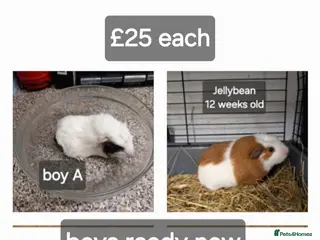 Guinea Pig rodents Baby guinea pigs ready now - Advert 19