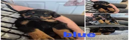 Rottweiler dogs for sale: Rottweiler Puppies Looking for Their Forever Homes - Advert 34