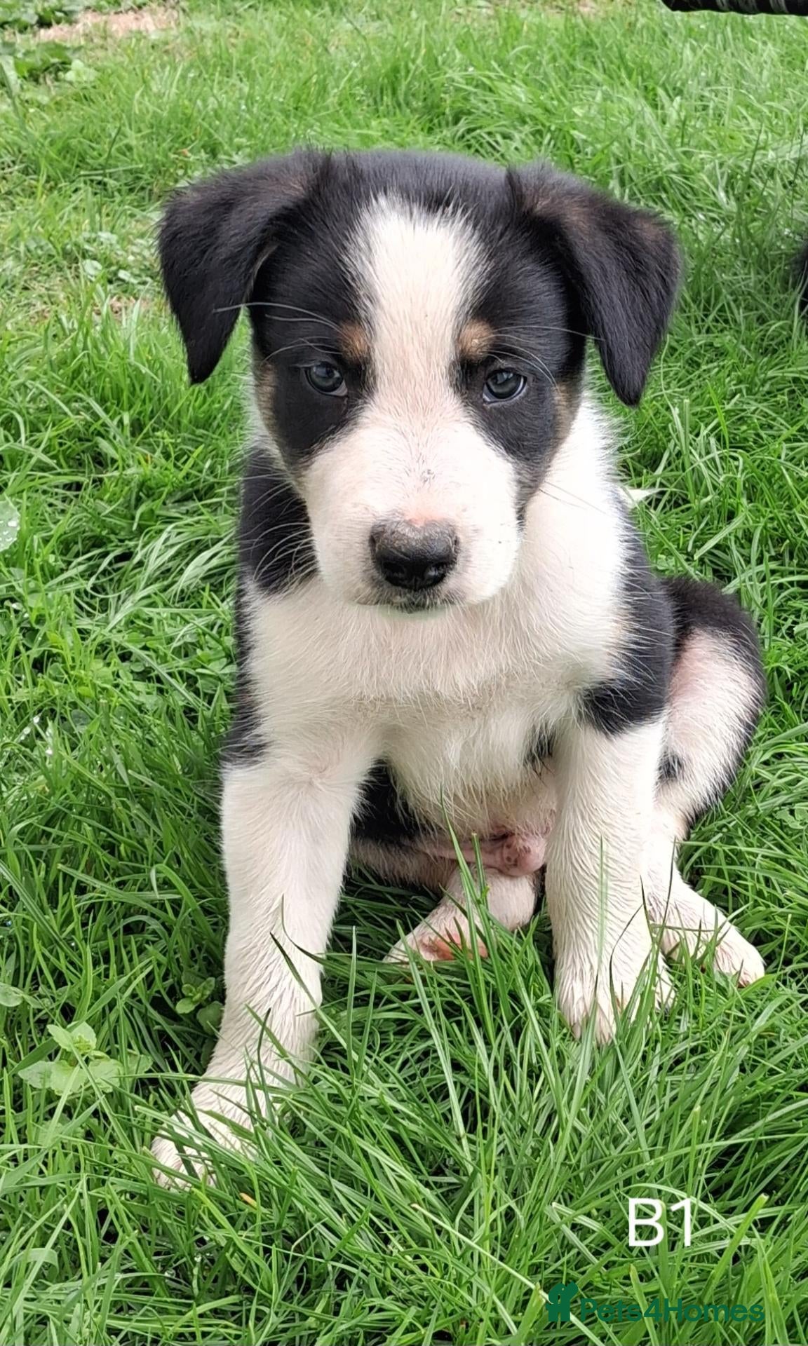 Border Collie dogs Adorable Puppies - Advert 2