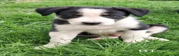 Border Collie dogs for sale: Adorable Puppies - Advert 2