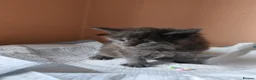 Maine Coon cats for sale: Pure Maine coons kittens ❤️❤️  - Advert 20