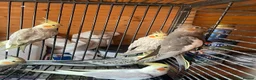 Cockatiels birds for sale: Cockatiel babies  - Advert 3