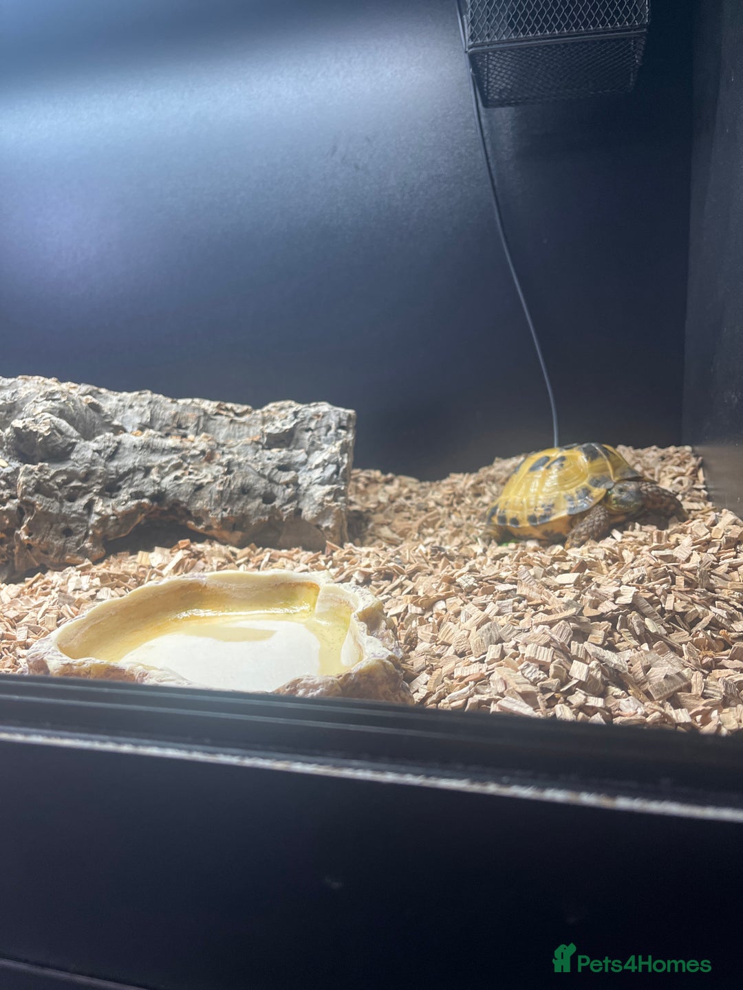 Tortoise reptiles for sale: 5 year old horsefield tortoise  - Advert 3