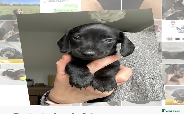 Miniature Dachshund dogs 🐾 Smooth Haired Dachshund Puppies 🐾 - Advert 12