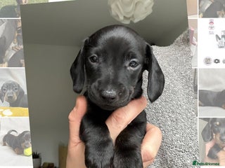 Miniature Dachshund dogs 🐾 Smooth Haired Dachshund Puppies 🐾 - Advert 14