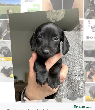 Miniature Dachshund dogs 🐾 Smooth Haired Dachshund Puppies 🐾 - Advert 12