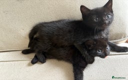 British Shorthair cats for sale: Beautiful kittens to good homes  - Image 1