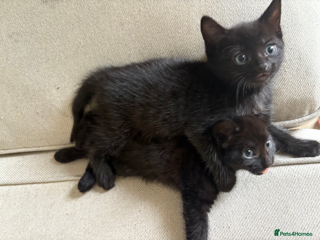 British Shorthair cats for sale: Beautiful kittens to good homes  - Image 1