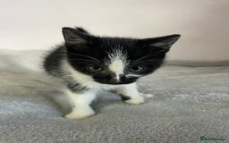 British Shorthair cats for sale: Four kittens ready to go (prices vary) - Image 25