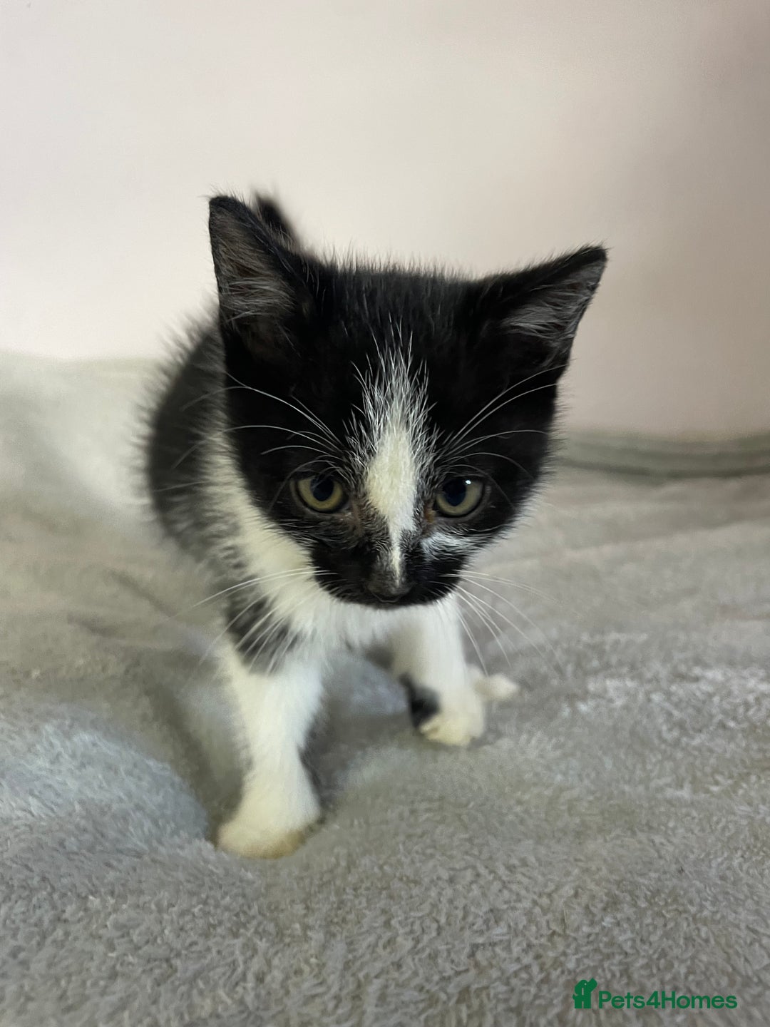 British Shorthair cats for sale: Four kittens ready to go (prices vary) - Image 25