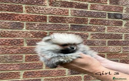 Pomeranian dogs for sale: 🐾Stunning 🐶Extra Small🐻 Teddy Face🔥 - Image 11
