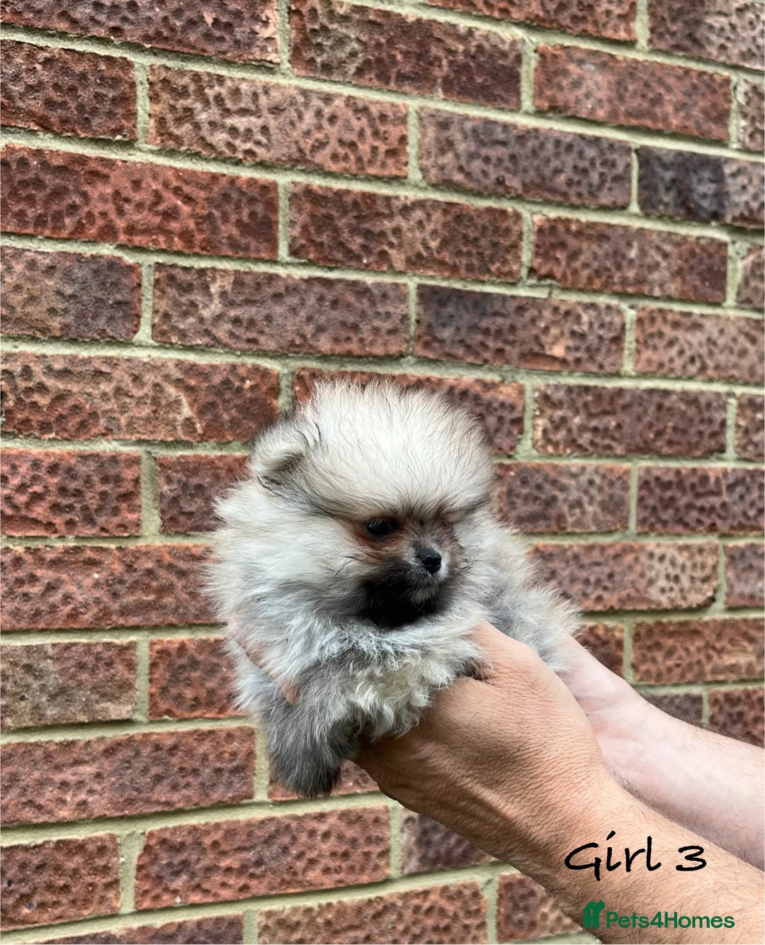 Pomeranian dogs for sale: 🐾Stunning 🐶Extra Small🐻 Teddy Face🔥 - Image 11