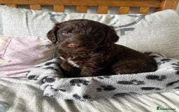Labradoodle dogs for sale: Stunning Labradoodle Puppies  - Advert 18