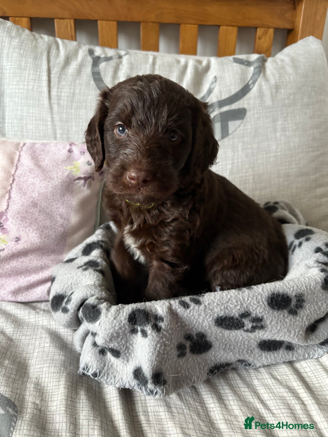 Labradoodle dogs for sale: Stunning Labradoodle Puppies  - Advert 18
