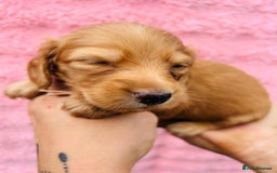 Miniature Dachshund dogs for sale: Ready to leave 🐾 beautiful long hair miniatures  - Image 9