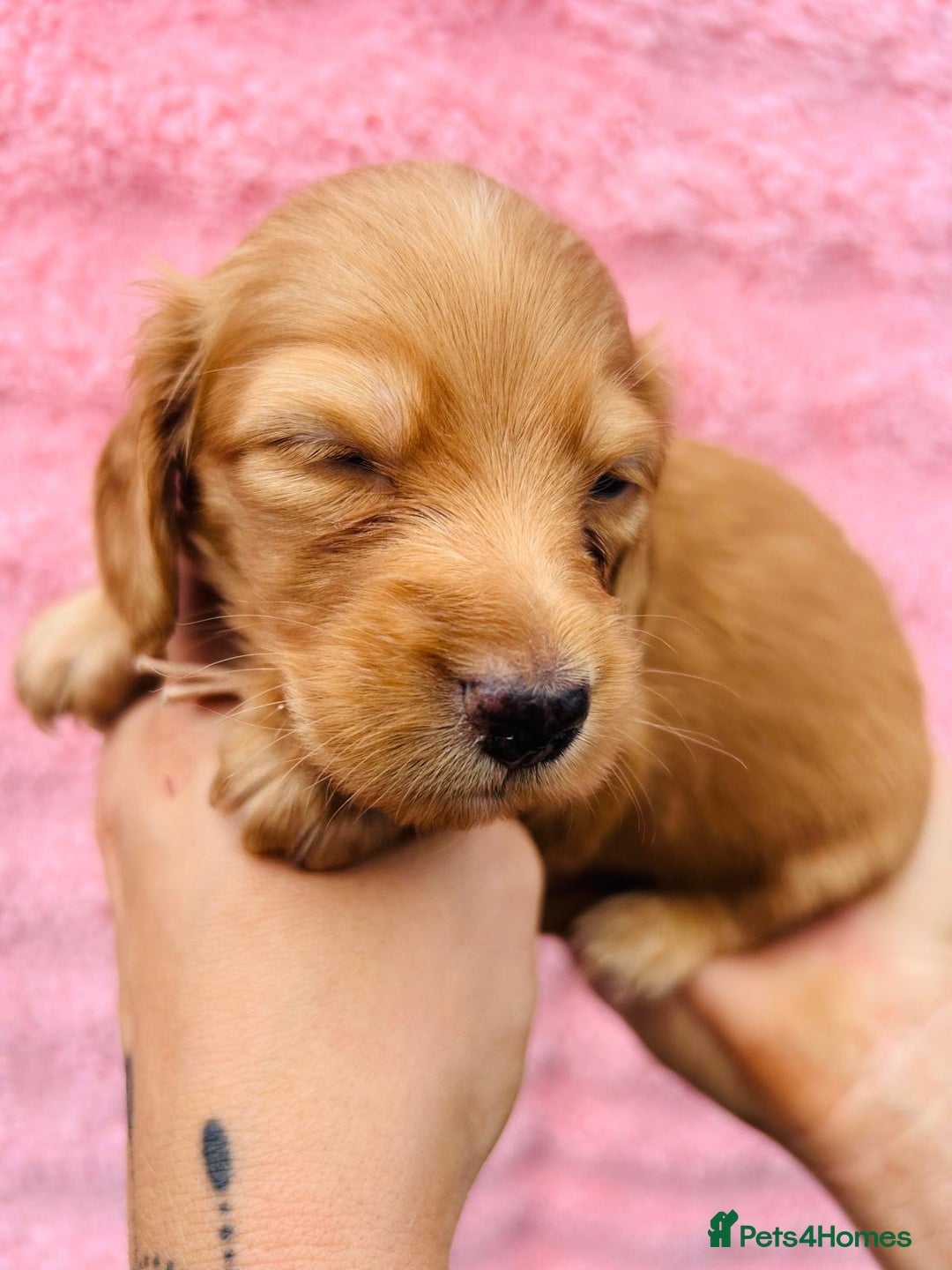 Miniature Dachshund dogs for sale: Ready to leave 🐾 beautiful long hair miniatures  - Image 9