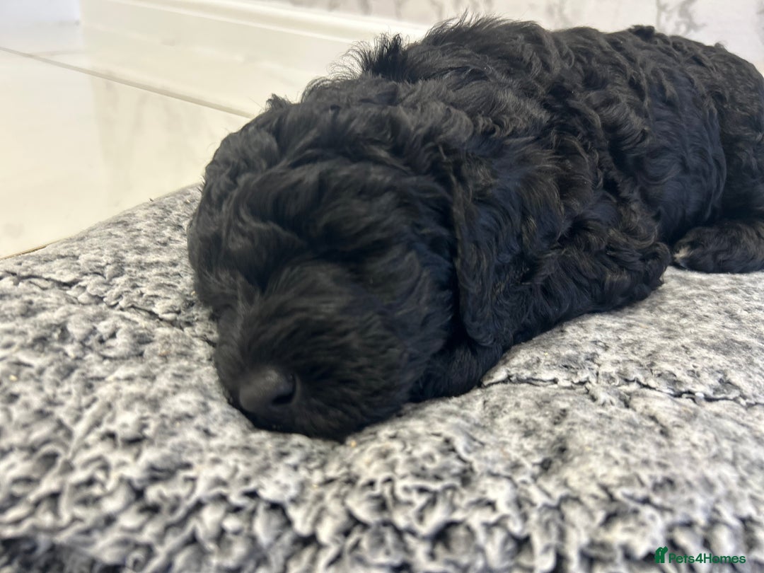 Labradoodle dogs for sale: STANDARD SIZE, HEALTH TESTED, SUPER CURLY COATS - Image 2