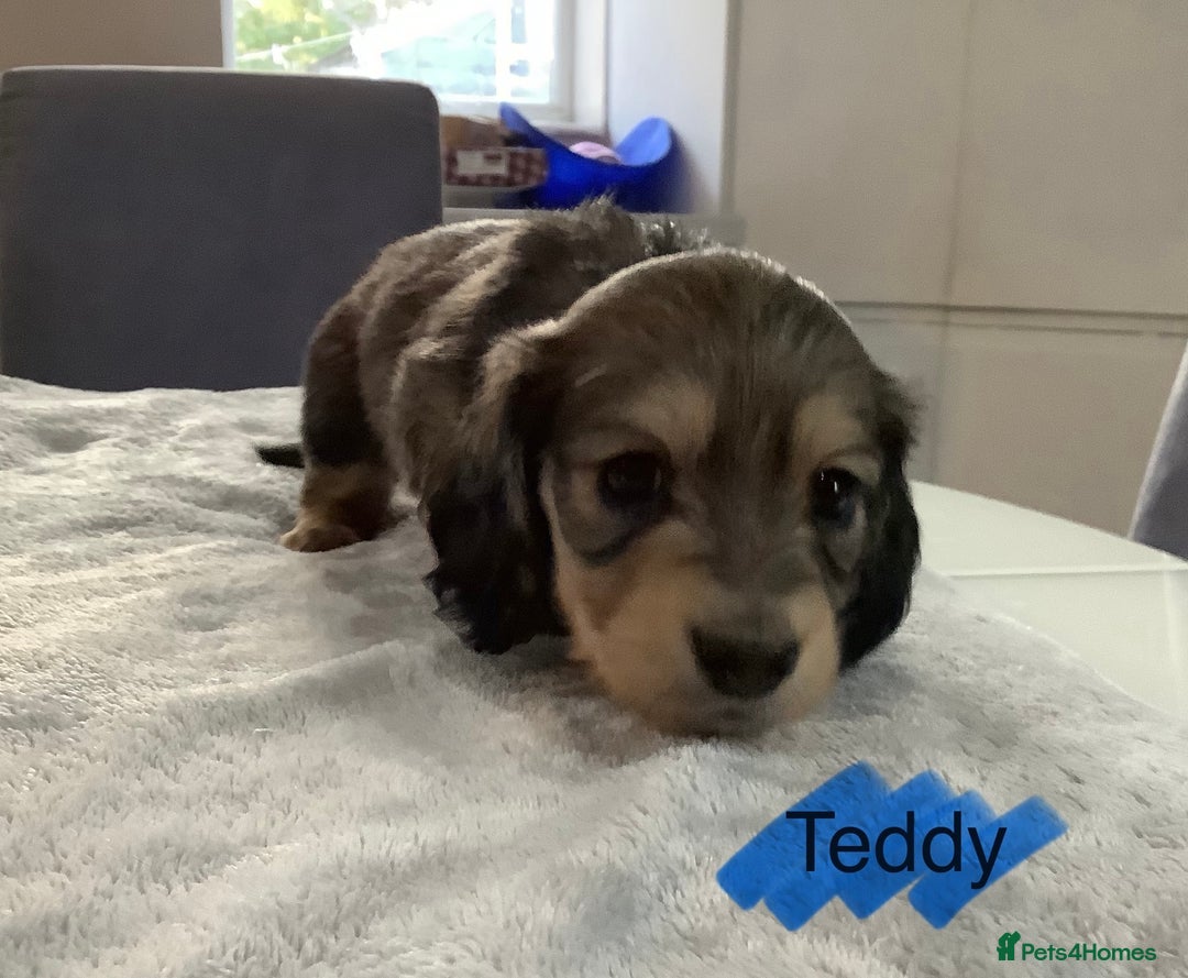Miniature Dachshund dogs for sale: PRA Clear Mini Longhair Dachshund Pups Cream Red.. - Advert 15