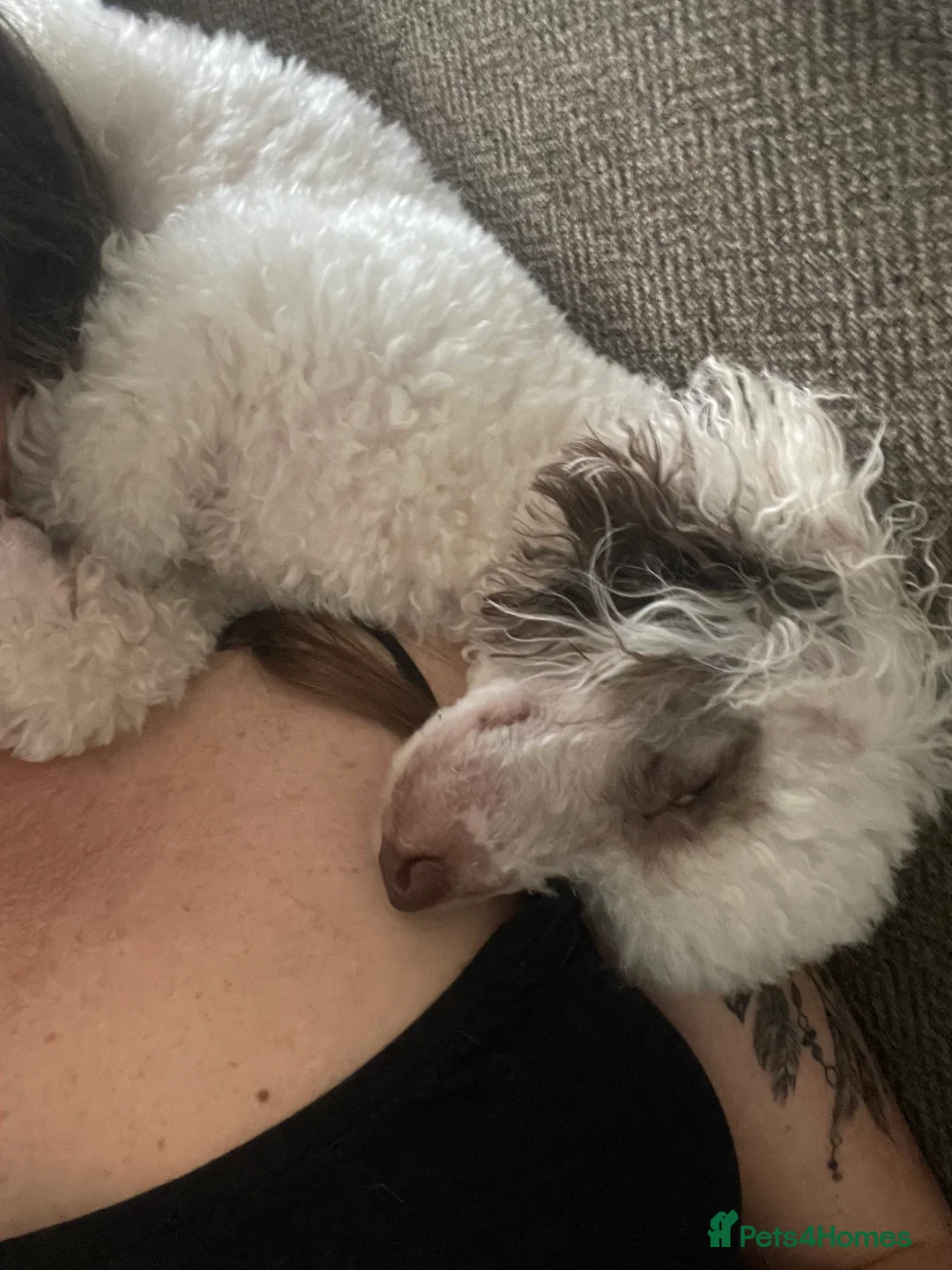 Toy Poodle dogs for stud: Stunning playful Parti Toy Poodle at Stud in Cannock - Advert 3