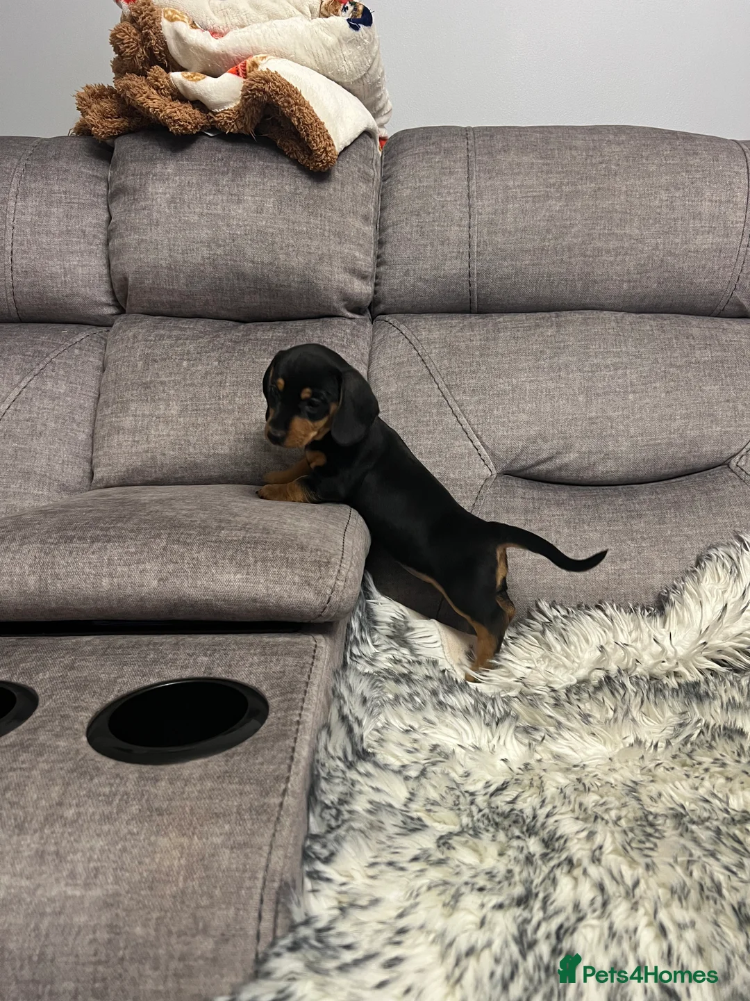 Dachshund dogs for sale: Adorable Dachshund puppies 4 boys 2 girls - Advert 14