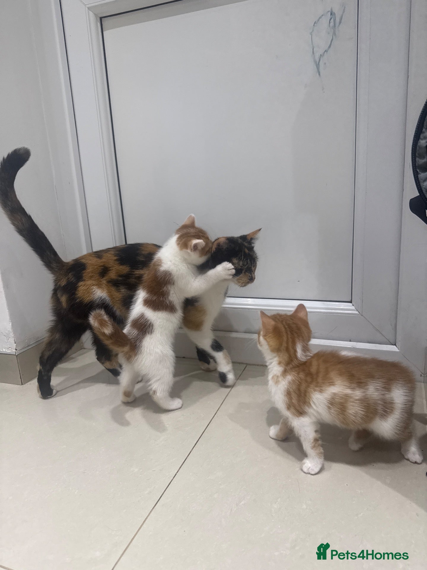Mixed Breed cats 5 Lovely Kittens looking for their new loving home - Advert 1