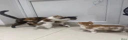 Mixed Breed cats for sale: 5 Lovely Kittens looking for their new loving home - Advert 1