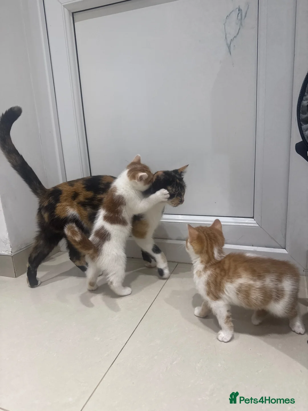 Mixed Breed cats for sale: 5 Lovely Kittens looking for their new loving home - Advert 1