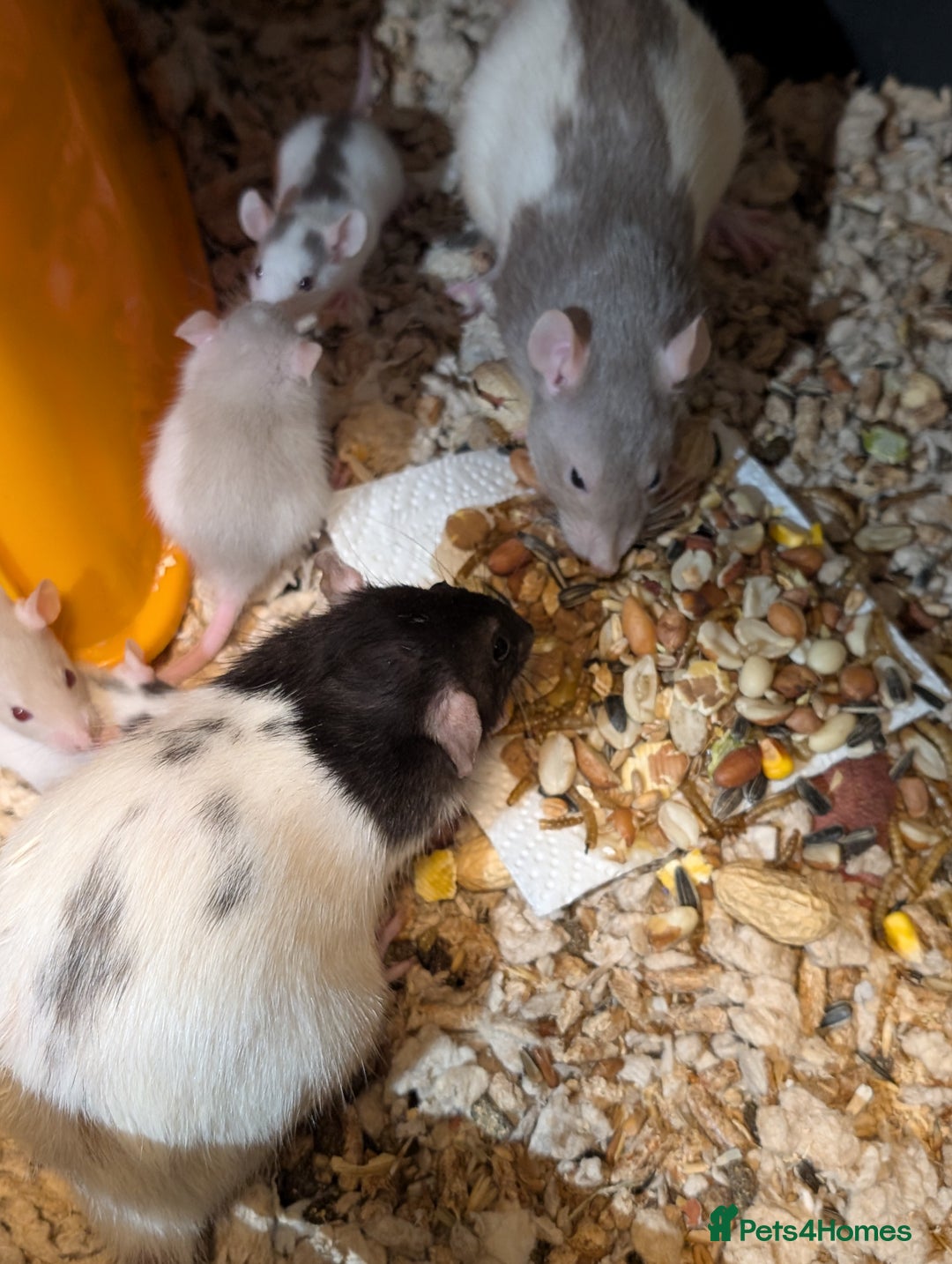 Rat rodents for sale: Adorable Dumbo and Fancy Rats - Image 4