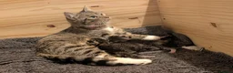 Mixed Breed cats for sale: 2 girls available  in Leicester - Advert 1