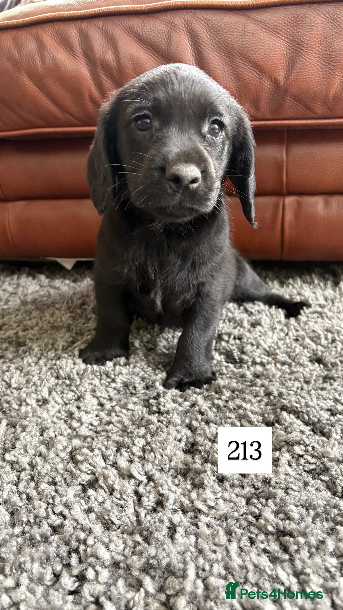 Cockerdor dogs for sale: Stunning Cockador Puppies for Sale - Advert 3