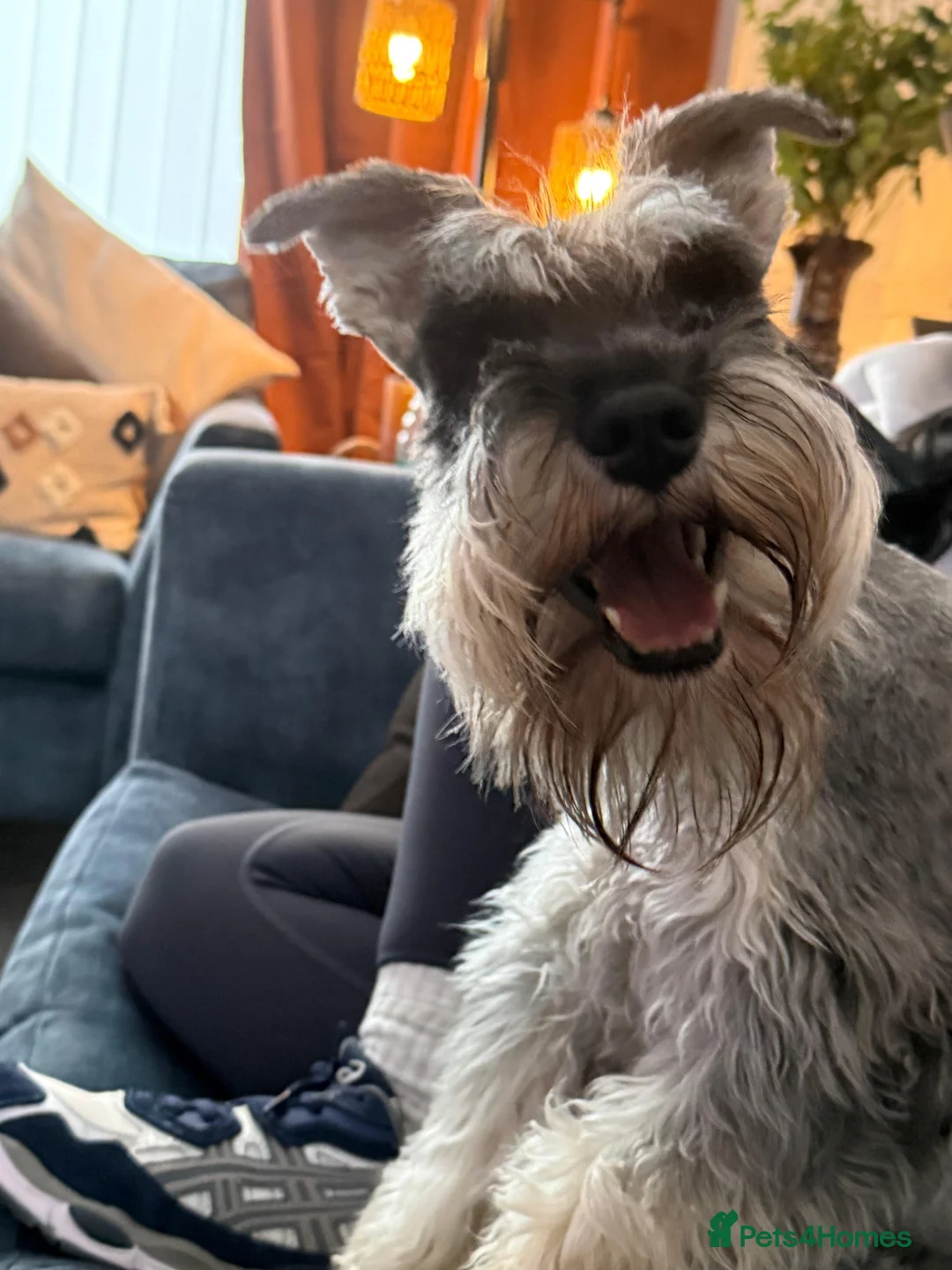 Miniature Schnauzer dogs for sale: 2 year old male miniature schnauzer  - Advert 7