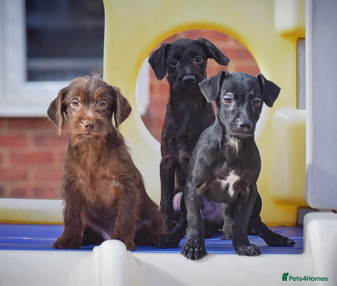 Mixed Breed dogs READY NOW PATTERPOO BABIES  - Advert 2