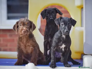 Mixed Breed dogs Patterpoo Puppies, Ready Now 🐾 - Advert 9