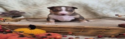 Miniature Bull terrier dogs for sale: 🐾 Exclusive Miniature Bull Terrier Puppies🐾  - Advert 12
