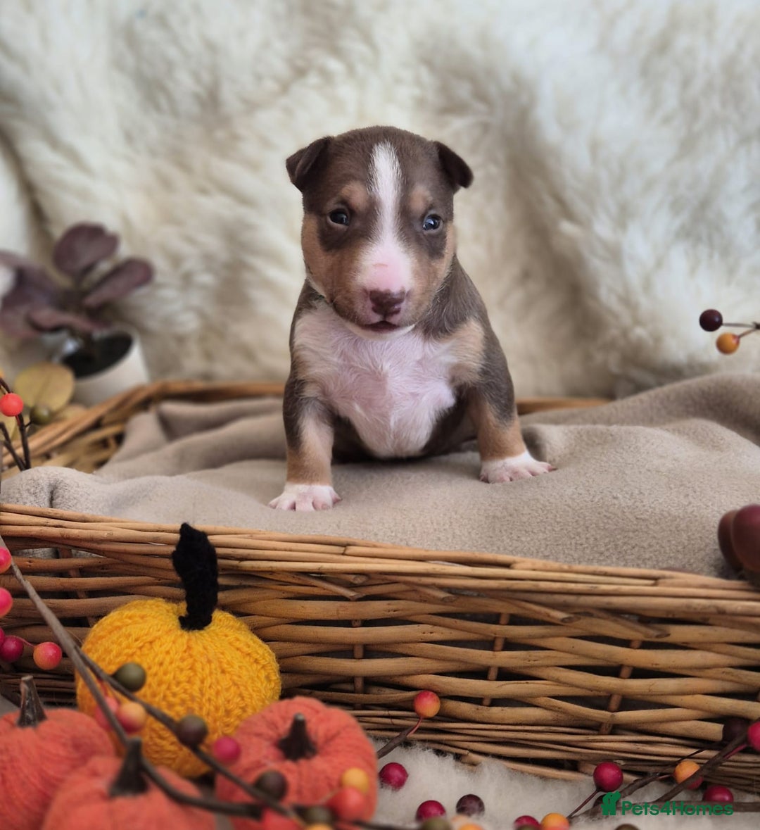 Miniature Bull terrier dogs for sale: 🐾 Exclusive Miniature Bull Terrier Puppies🐾  - Image 9