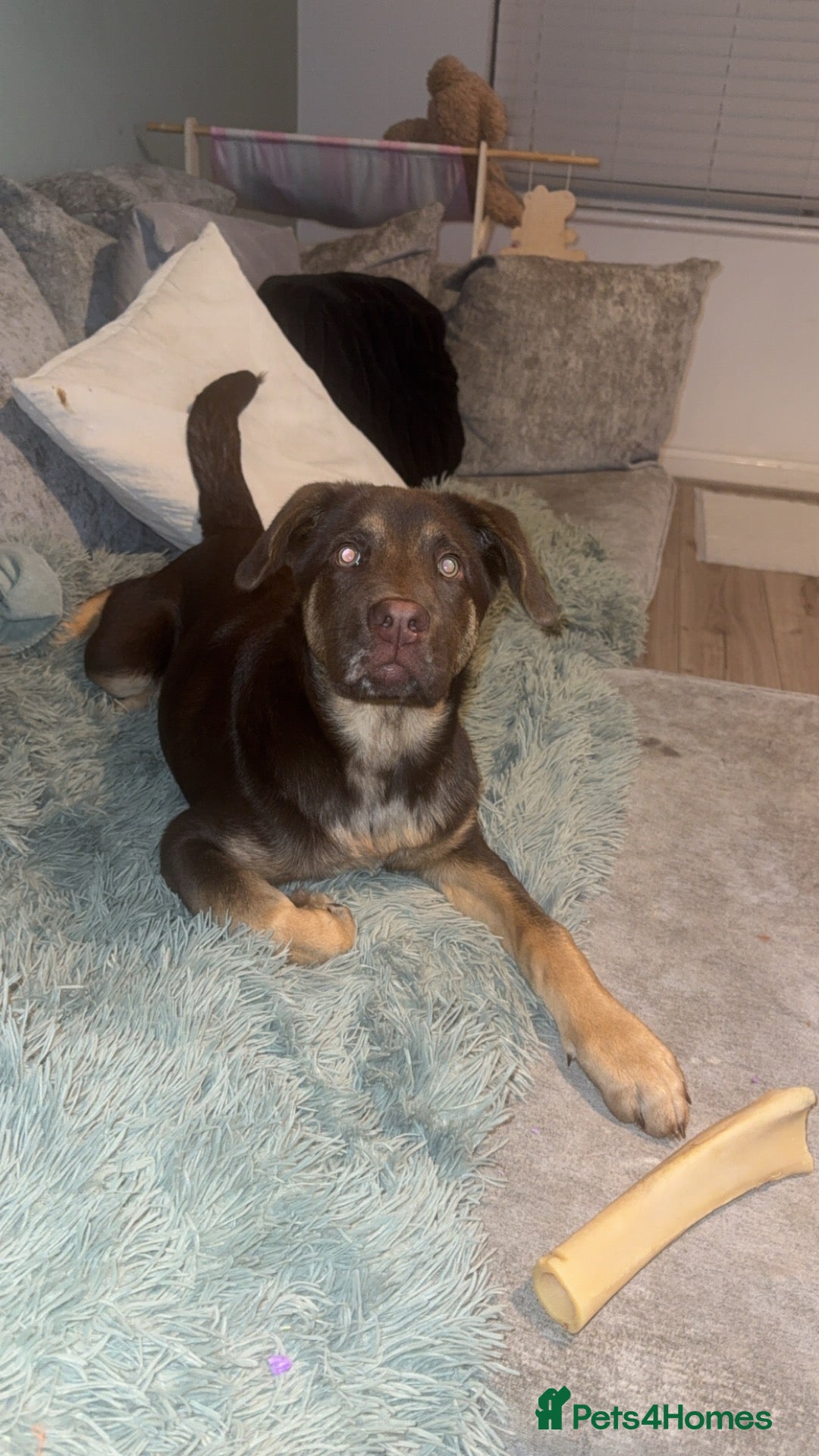 Mixed Breed dogs for sale: Chow chow x Belgian malinois (read ad) - Advert 4