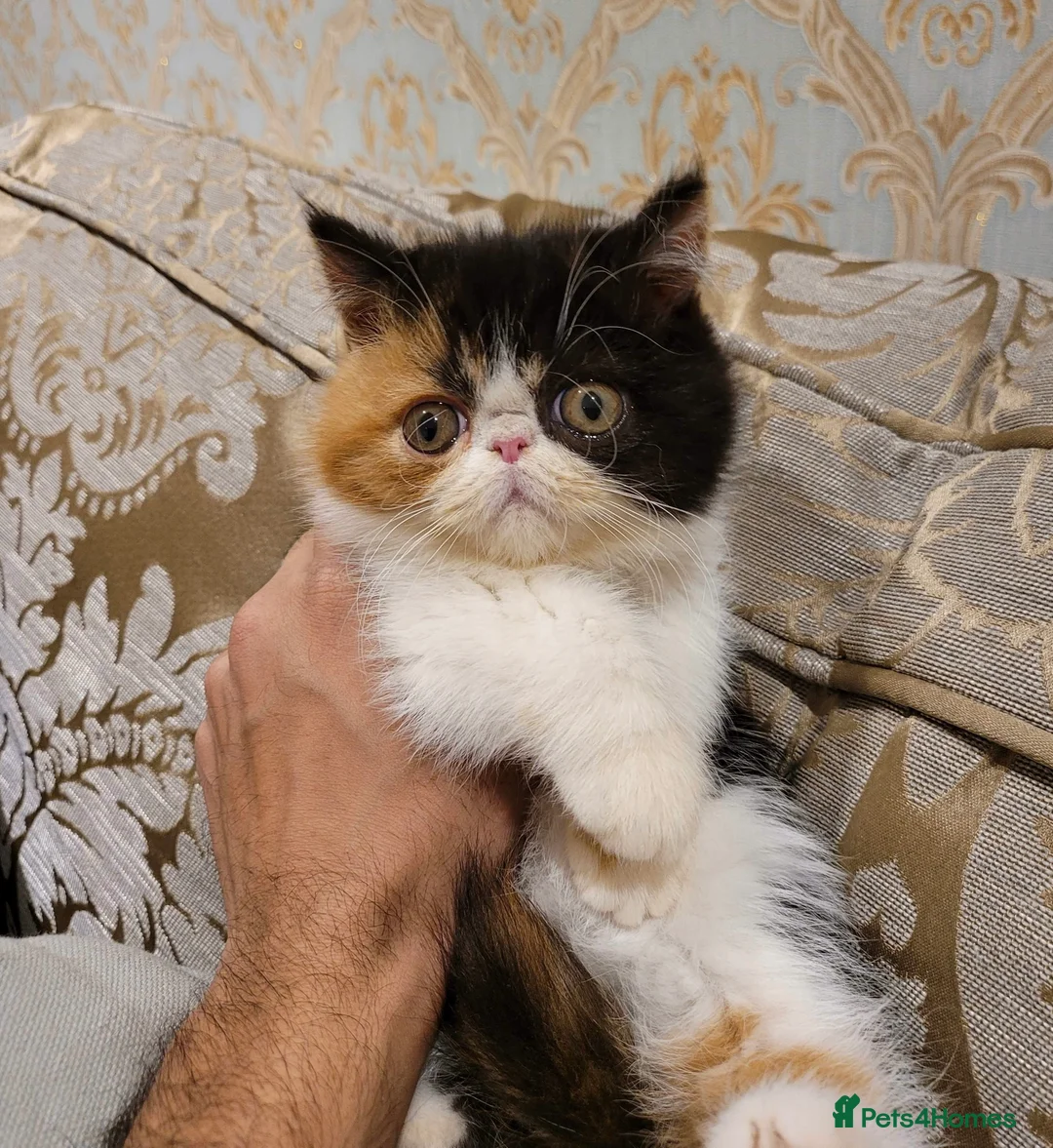 Exotic cats for sale: Beautiful pedigree girls, ready for Rehoming - Advert 9