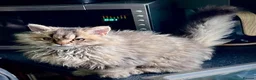 Selkirk Rex cats for sale: Gorgeous pure breed Selkirk rex kittens 😻 - Advert 5