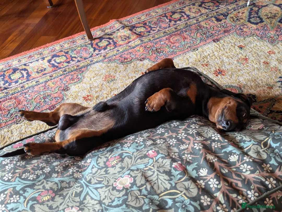 Dachshund dogs for stud: Malocolm is looking for a girlfriend  - Advert 5