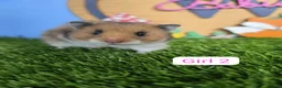 Hamster rodents for sale: Syrian Hamster Babies Baby Male Female Pedigree - Advert 7