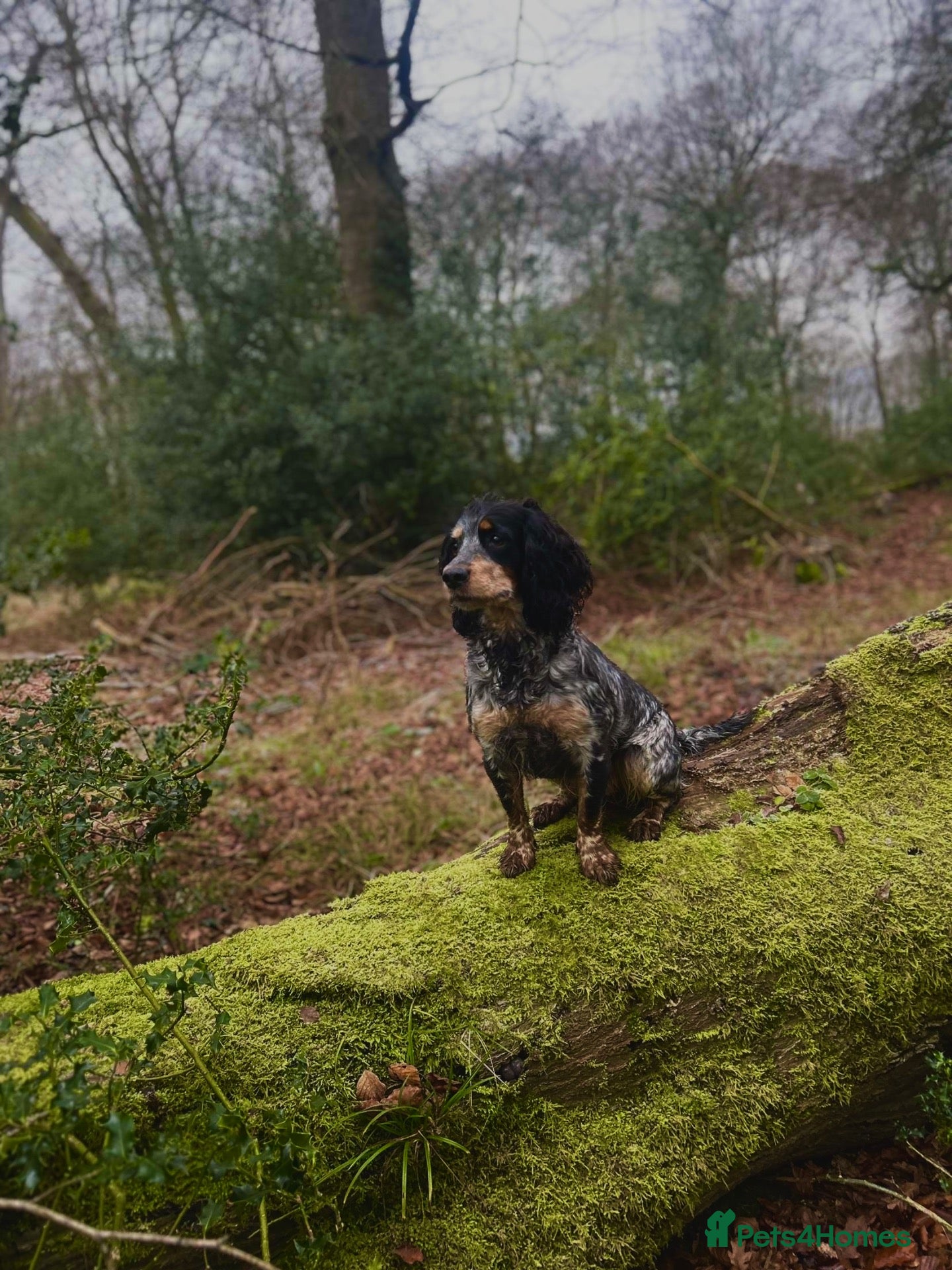 Cocker Spaniel dogs Trained cocker spaniel bitch - Advert 1