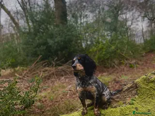 Cocker Spaniel dogs Trained cocker spaniel bitch - Advert 1