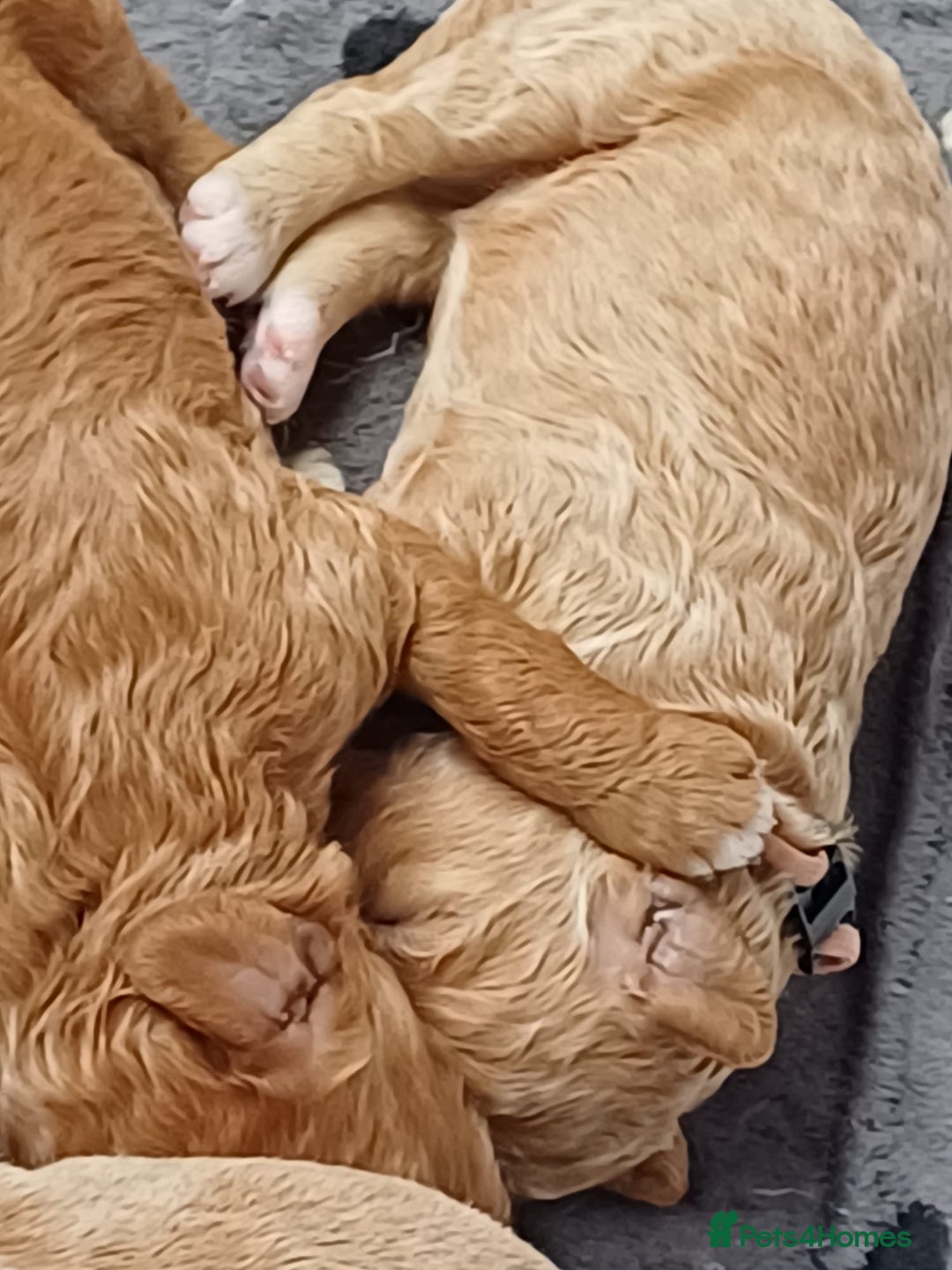 Mixed Breed dogs for sale: ✨Health Tested Australian Labradoodles ✨ - Image 29