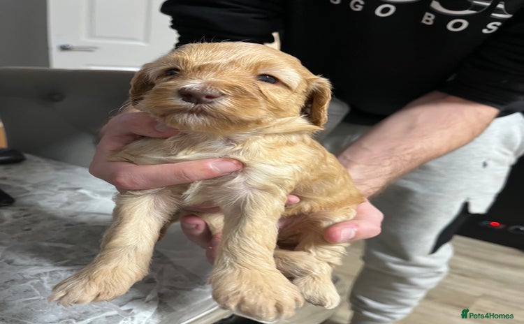 Cockapoo dogs - Advert 2