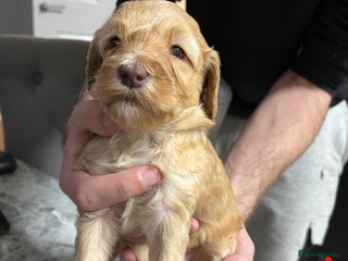 Cockapoo dogs - Advert 16