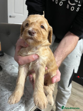 Cockapoo dogs - Advert 1